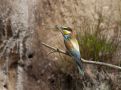European Bee-eater, Igen i år har biæderne ynglet i Jylland med hele 6 til 7 par , Denmark 2nd of August 2015 Photo: Klaus Dichmann