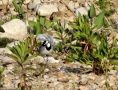 White Wagtail, Morocco 25th of December 2014 Photo: Jens Thalund