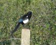 Eurasian Magpie, Morocco 28th of December 2014 Photo: Jens Thalund