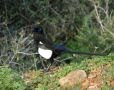 Eurasian Magpie, Morocco 28th of December 2014 Photo: Jens Thalund