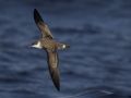 Great Shearwater, Portugal 18th of August 2015 Photo: Tor Olsen