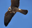 Red-footed Falcon, Vingeskudt - den kom 