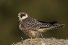 Red-footed Falcon, Denmark 8th of September 2015 Photo: Claus Halkjær