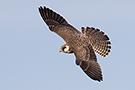 Red-footed Falcon, Denmark 8th of September 2015 Photo: Simon Berg Pedersen