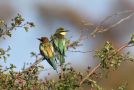 European Bee-eater, Ungfugl til højre, 5 stk. på kort besøg på ynglelokaliten.  , Sweden 10th of September 2015 Photo: John Larsen