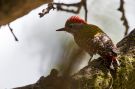 Abyssinian Woodpecker - (Dendropicos abyssinicus). Immature, Etiopien 21. februar 2015 Foto: Thomas Varto Nielsen