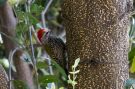 Abyssinian Woodpecker - (Dendropicos abyssinicus). Immature, Ethiopia 21st of February 2015 Photo: Thomas Varto Nielsen