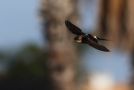Red-rumped Swallow, adult, Portugal 17th of September 2015 Photo: Klaus Malling Olsen