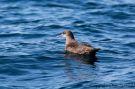 Sooty Shearwater, Portugal 25th of September 2015 Photo: Otto Samwald