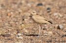 Cream-coloured Courser, Morocco 11th of May 2015 Photo: Otto Samwald