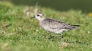American Golden Plover, Azores 14th of October 2015 Photo: Eric Didner
