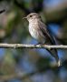 Spotted Flycatcher, Denmark 16th of August 2015 Photo: Per Holmberg