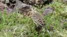 Buff-bellied Pipit, Azores 14th of October 2015 Photo: Eric Didner