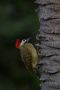 Green-barred Woodpecker, ssp. nattereri, Brazil 21st of March 2015 Photo: Andreas Bennetsen Boe