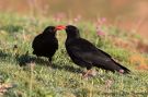 Red-billed Chough, Morocco 14th of May 2015 Photo: Otto Samwald