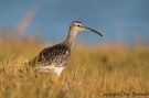 Whimbrel, Portugal 21st of September 2015 Photo: Otto Samwald