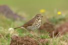 Hermit Thrush, Azores 24th of October 2015 Photo: Marcin Solowiej