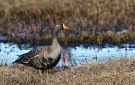 Greater White-fronted Goose, USA 13th of June 2015 Photo: Frank Abrahamson