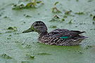 Green-winged Teal, USA 11th of October 2015 Photo: Helge Sørensen