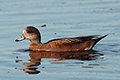 American Wigeon, USA 11th of October 2015 Photo: Helge Sørensen