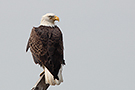 Bald Eagle, USA 13th of October 2015 Photo: Helge Sørensen
