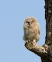 Tawny Owl, Natugle, lige fløjet fra reden. Vi så kun denne ene unge., Denmark 22nd of May 2015 Photo: Helle Kjær Erichsen
