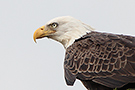 Bald Eagle, USA 13th of October 2015 Photo: Helge Sørensen