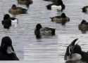 Lesser Scaup, Lille bjergand imm. han collage, Denmark 8th of December 2015 Photo: Kim Duus