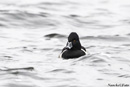 Ring-necked Duck, Denmark 30th of December 2015 Photo: Søren Nancke