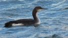 Black-throated Loon, Denmark 6th of January 2016 Photo: Anders Jensen