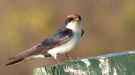 Wire-tailed Swallow, Malawi 21st of September 2015 Photo: Michael Frank Nielsen