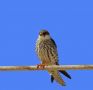 Amur Falcon, Oman 18th of November 2015 Photo: Christer Brostam