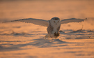 Snowy Owl, The Silent White Ghost, Canada 25th of January 2016 Photo: Johnny Salomonsson