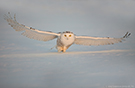 Snowy Owl, The Silent White Ghost, Canada 25th of January 2016 Photo: Johnny Salomonsson