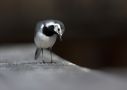 White Wagtail, Denmark 7th of May 2013 Photo: Lars Grøn
