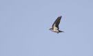 Wire-tailed Swallow, Ghana 10th of January 2016 Photo: Anders Odd Wulff Nielsen