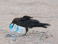 Brown-necked Raven, finder vand, Oman 22nd of March 2015 Photo: Eva Foss Henriksen