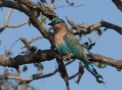 Indian Roller, India 25th of January 2016 Photo: Erling Krabbe