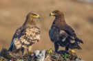 Steppe Eagle, India 5th of February 2016 Photo: Henrik Friis