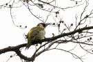 European Green Woodpecker, Sweden 27th of February 2016 Photo: Carl Bohn