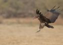 Hooded Vulture, adult, Ghana 10th of February 2016 Photo: Klaus Malling Olsen