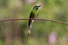 Arabian Green Bee-eater, India 24th of January 2016 Photo: Thomas Garm Pedersen