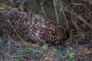 Short-eared Owl, India 9th of February 2016 Photo: Henrik Friis