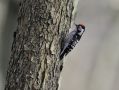 Lesser Spotted Woodpecker, Denmark 25th of February 2016 Photo: Niels Jørgen Hamann Andersen