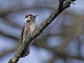 Lesser Spotted Woodpecker, Lille Flagspætte, Denmark 23rd of February 2016 Photo: Per Boye Svensson