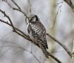 Northern Hawk-owl, Sweden 29th of February 2016 Photo: Klaus Dichmann
