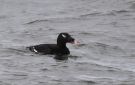 Stejneger's Scoter, ad. male, Norway 20th of March 2016 Photo: Tore Vang