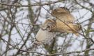 Short-eared Owl, Denmark 11th of March 2016 Photo: Morten Scheller Jensen