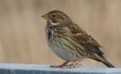 Corn Bunting, Denmark 24th of March 2016 Photo: Anders Jensen