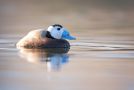 White-headed Duck, Spain 11th of March 2016 Photo: Felix Timmermann
